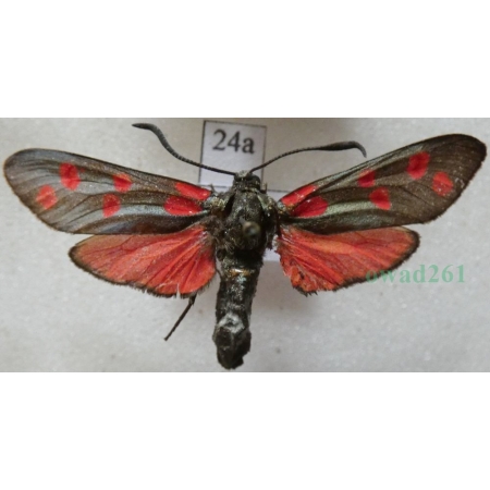 Zygaena filipendulae (Linnaeus, 1758) Kraśnik sześcioplamek Czech24a